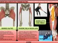 Illustrazione anatomica dei muscoli del bacino, grande gluteo e tensore della fascia lata, con esercizi di azione.