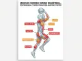 Anatomia del basket: i muscoli pettorali, spalle, core e gambe in azione.