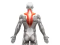 Vista posteriore del corpo umano con il muscolo trapezio evidenziato in rosso. Anatomia del trapezio.
