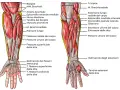 Anatomia del braccio con dettagli sui muscoli dell'avambraccio, tendini e ossa. Vista anteriore e posteriore.