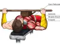 Uomo che esegue panca piana, evidenziati i muscoli del petto, deltoide, bicipite brachiale e capo lungo tricipite.