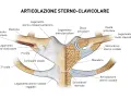 Dettaglio anatomico dell'articolazione sterno-clavicolare, dove la clavicola si connette allo sterno tramite legamenti e cartilagini.