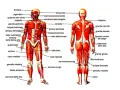 Anatomia addome uomo: vista anteriore e posteriore dei muscoli, con etichette che indicano i nomi dei vari gruppi muscolari.