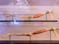 Modelli anatomici di braccio, che mostrano ossa come radio e ulna, con muscoli rossi.