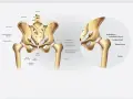 Illustrazione anatomica delle ossa del bacino, con dettagli su cresta iliaca, acetabolo e femore.