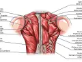 Dettaglio anatomico dei muscoli della schiena alta, con evidenziati trapezio, romboidi e sopraspinato.