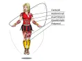 Illustrazione anatomica di una donna che fa salto con la corda, evidenziando i muscoli coinvolti: deltoidi, addominali, avambracci, quadricipiti e polpacci.