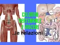 Anatomia: muscoli della colonna vertebrale e organi interni, con indicazioni sulle relazioni tra vertebre e visceri.