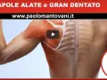 Anatomia della spalla: dettaglio dei muscoli della scapola e del gran dentato.