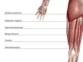 Muscolatura posteriore della coscia: origine e inserzione del bicipite femorale, semitendinoso, semimembranoso, gracile, adduttore magno e grande gluteo.