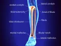 Anatomia delle ossa della gamba: tibia (stinbone) e fibula, con dettagli come condili e malleoli.