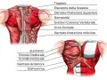 Anatomia del torace: muscoli del petto (pettorale maggiore e minore), dentato anteriore e diaframma, visti frontalmente.