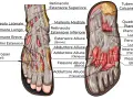 Illustrazione anatomica dei muscoli del piede, mostrando estensori, flessori e interossei, essenziali per il movimento.