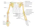 Diagramma scheletrico del braccio umano, che mostra l'avambraccio con radio e ulna, insieme a omero, scapola e clavicola.