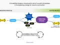 Diagramma del ruolo della creatina fosfato nel fornire energia per la contrazione muscolare. ATP e creatina si trasformano in creatina fosfato e ADP.