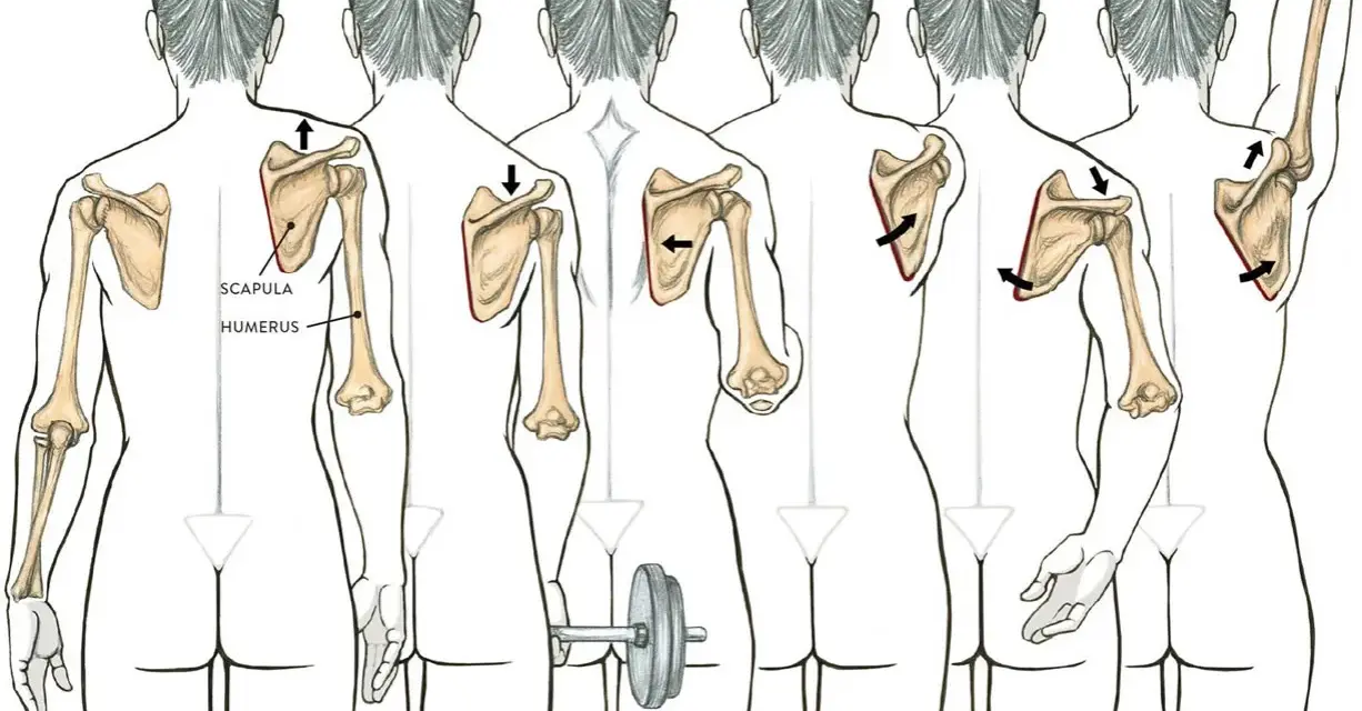 Illustrazione dell'anatomia della scapola e dei movimenti del braccio: elevazione, depressione, adduzione, abduzione, rotazione verso il basso e verso l'alto.