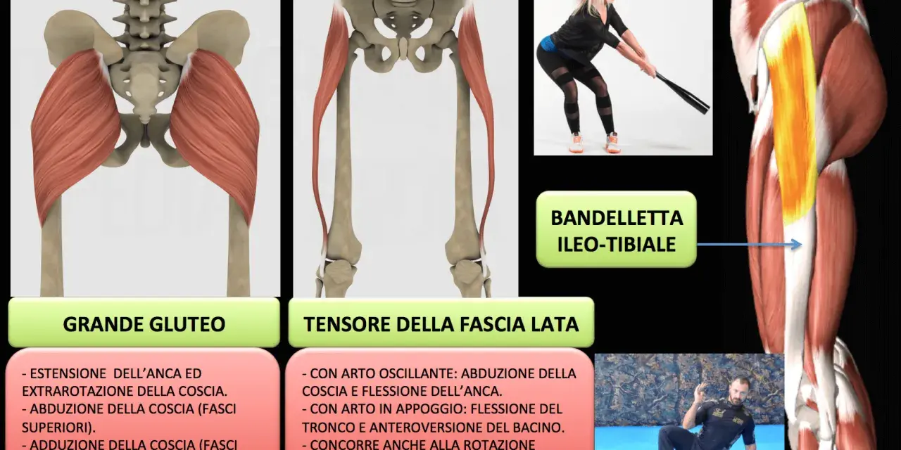 Illustrazione anatomica dei muscoli del bacino, grande gluteo e tensore della fascia lata, con esercizi di azione.