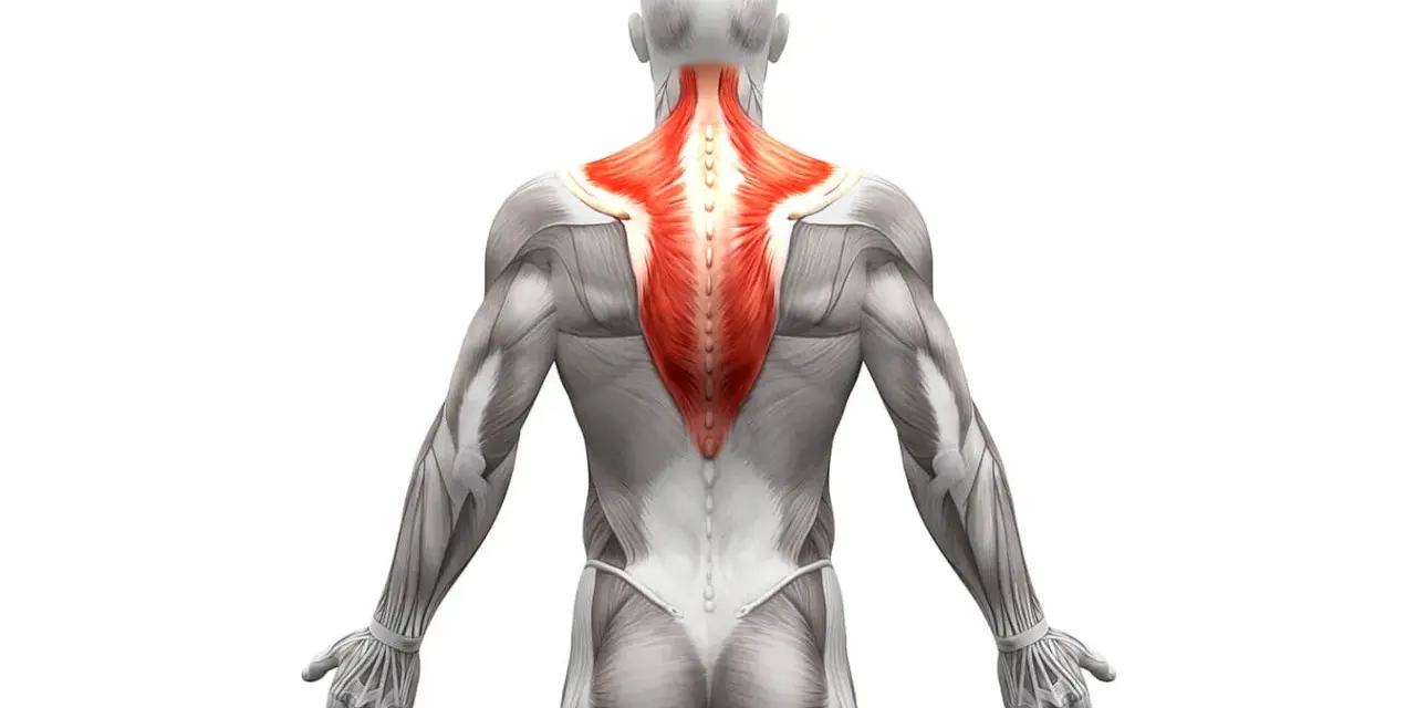 Vista posteriore del corpo umano con il muscolo trapezio evidenziato in rosso. Anatomia del trapezio.