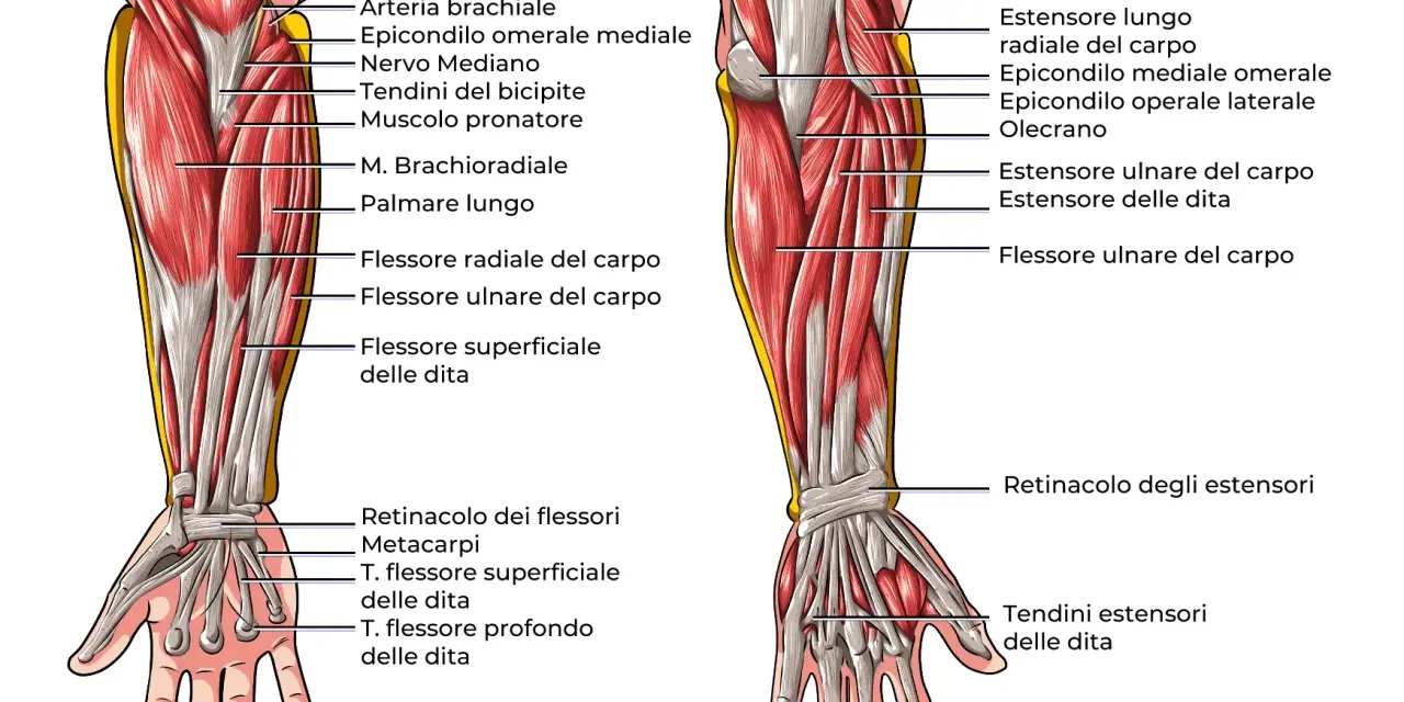 Anatomia del braccio con dettagli sui muscoli dell'avambraccio, tendini e ossa. Vista anteriore e posteriore.
