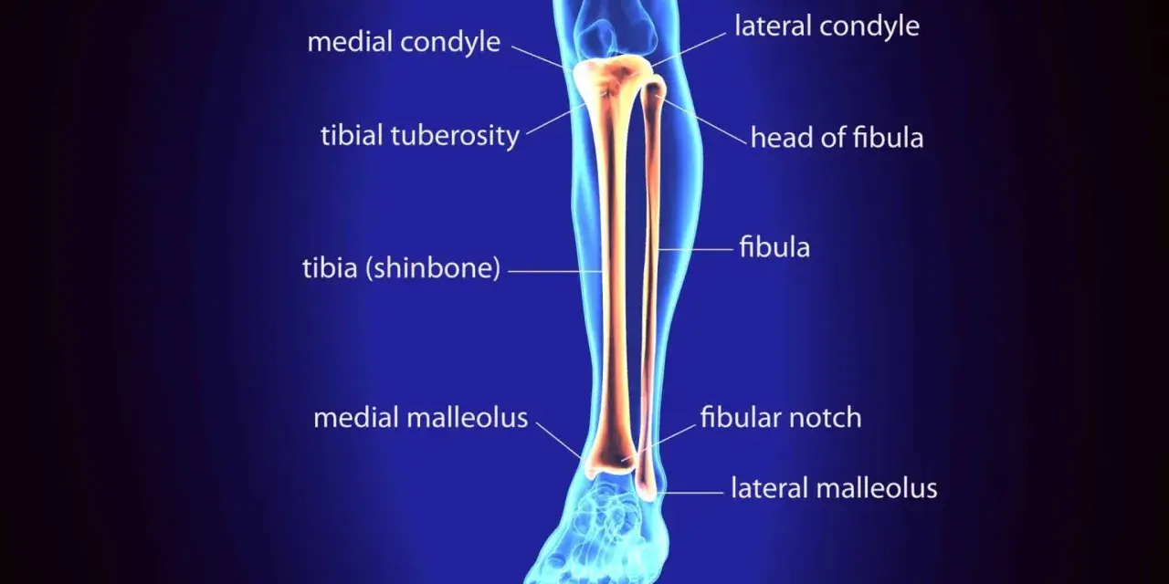 Anatomia della gamba: la tibia (osso dello stinco) e la fibula, con le loro parti principali etichettate.