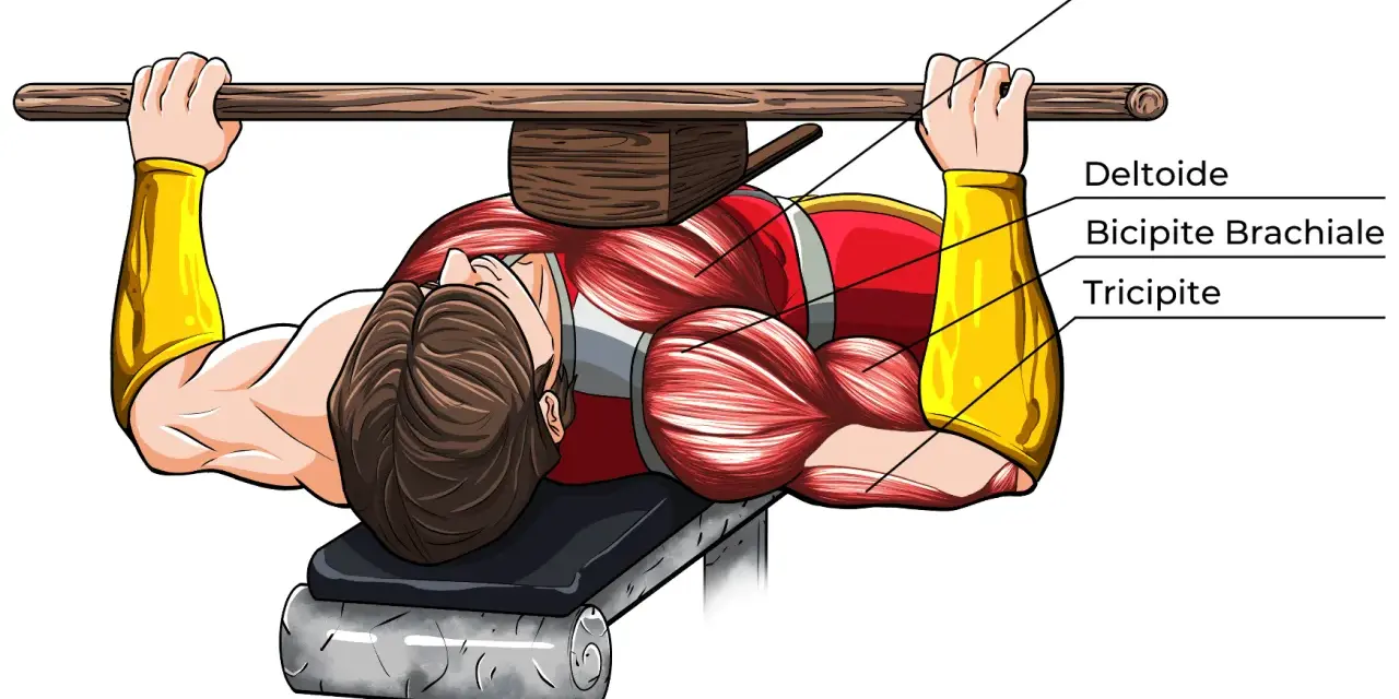 Uomo che esegue panca piana, evidenziati i muscoli del petto, deltoide, bicipite brachiale e capo lungo tricipite.