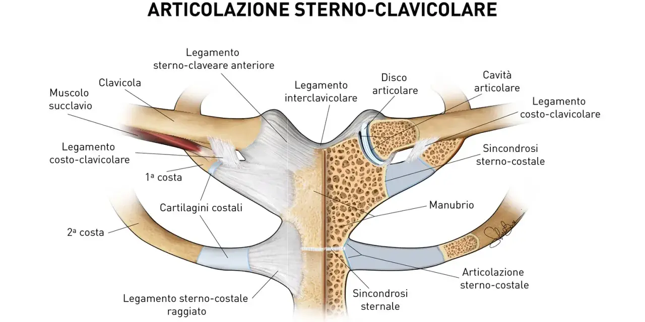 Dettaglio anatomico dell'articolazione sterno-clavicolare, dove la clavicola si connette allo sterno tramite legamenti e cartilagini.