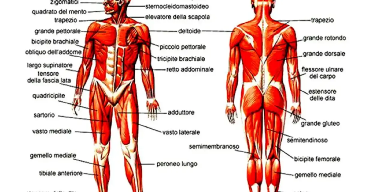 Anatomia addome uomo: vista anteriore e posteriore dei muscoli, con etichette che indicano i nomi dei vari gruppi muscolari.