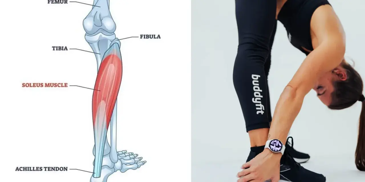 Illustrazione anatomica del soleo e donna che esegue stretching per il soleo.