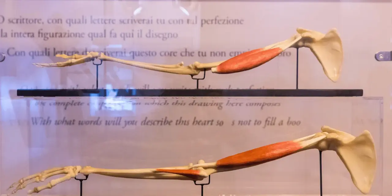 Modelli anatomici di braccio, che mostrano ossa come radio e ulna, con muscoli rossi.