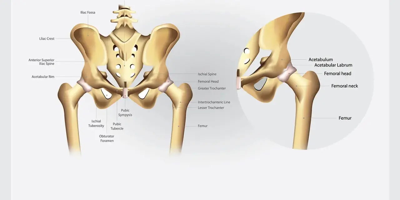 Illustrazione anatomica delle ossa del bacino, con dettagli su cresta iliaca, acetabolo e femore.