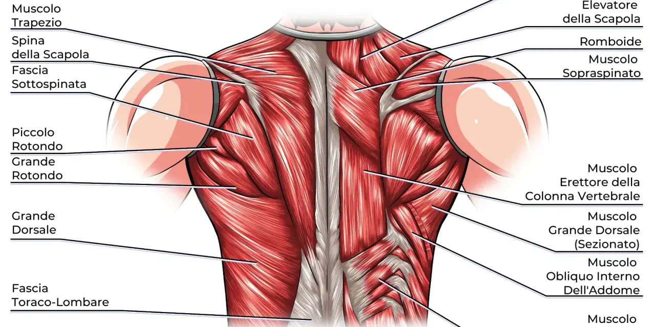 Dettaglio anatomico dei muscoli della schiena alta, con evidenziati trapezio, romboidi e sopraspinato.