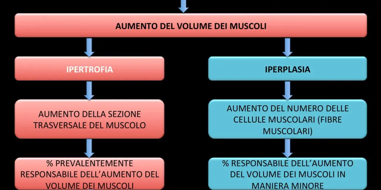 Diagramma sul bodybuilding: ipertrofia (aumento sezione muscolo, scientificamente provato) e iperplasia (aumento fibre muscolari, meno provato).