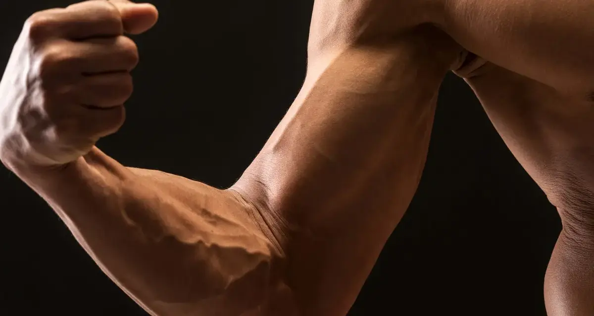 Muscoloso avambraccio in supinazione, con vene evidenti che disegnano la forma dei muscoli.