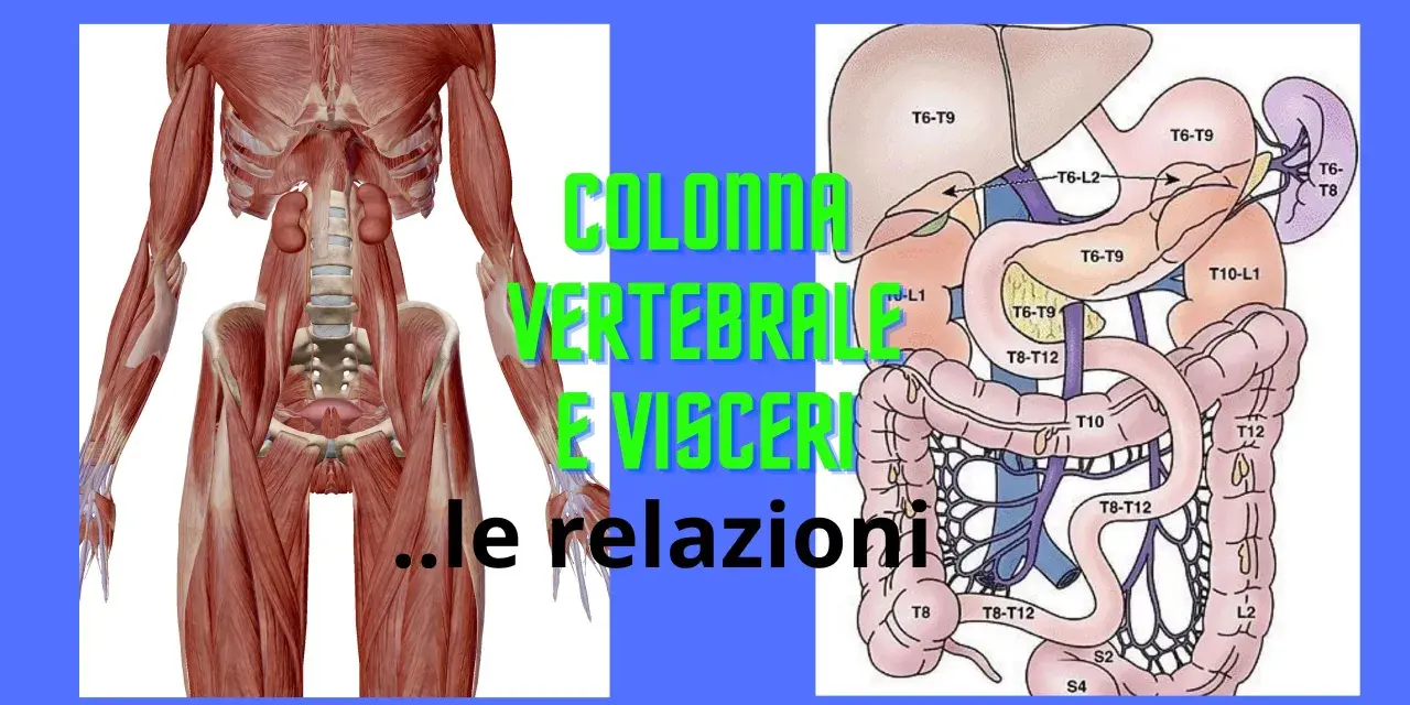 Anatomia: muscoli della colonna vertebrale e organi interni, con indicazioni sulle relazioni tra vertebre e visceri.