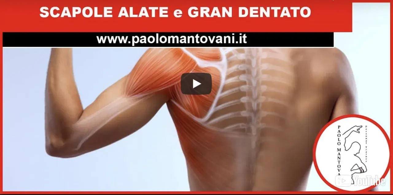 Anatomia della spalla: dettaglio dei muscoli della scapola e del gran dentato.