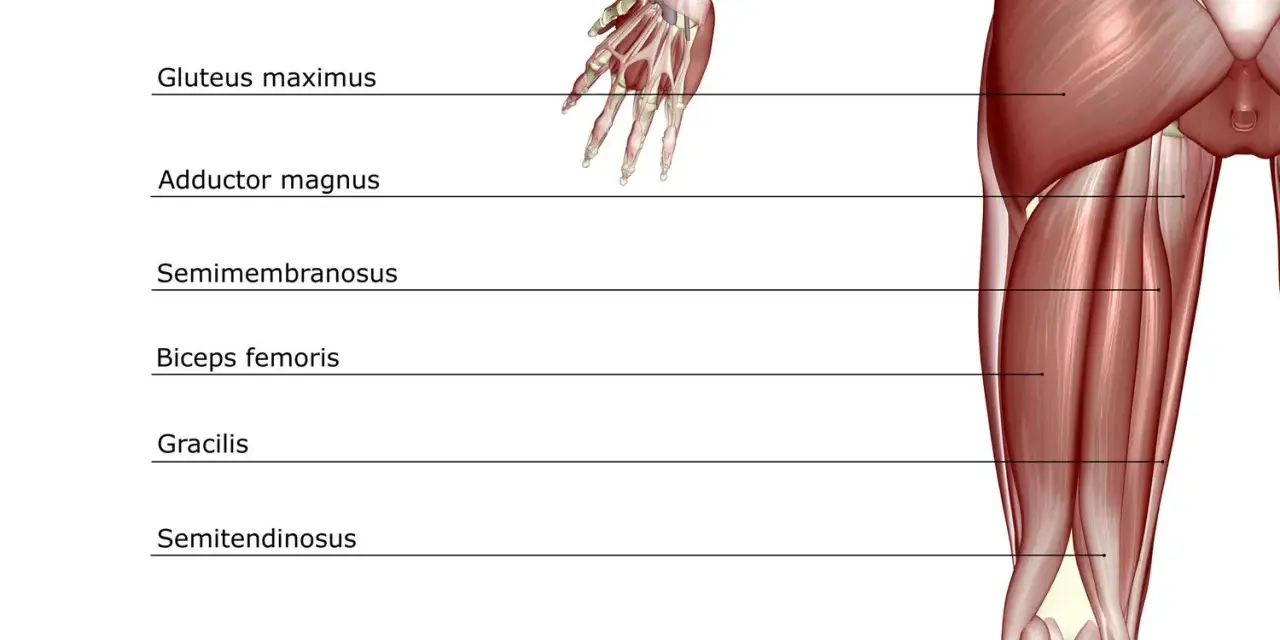 Muscolatura posteriore della coscia: origine e inserzione del bicipite femorale, semitendinoso, semimembranoso, gracile, adduttore magno e grande gluteo.