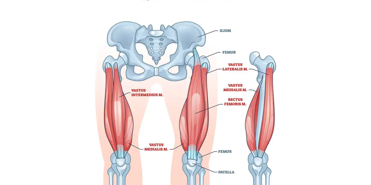 Illustrazione anatomica dei muscoli delle cosce, evidenziando il quadricipite e le sue componenti: vasto laterale, mediale, intermedio e retto femorale.