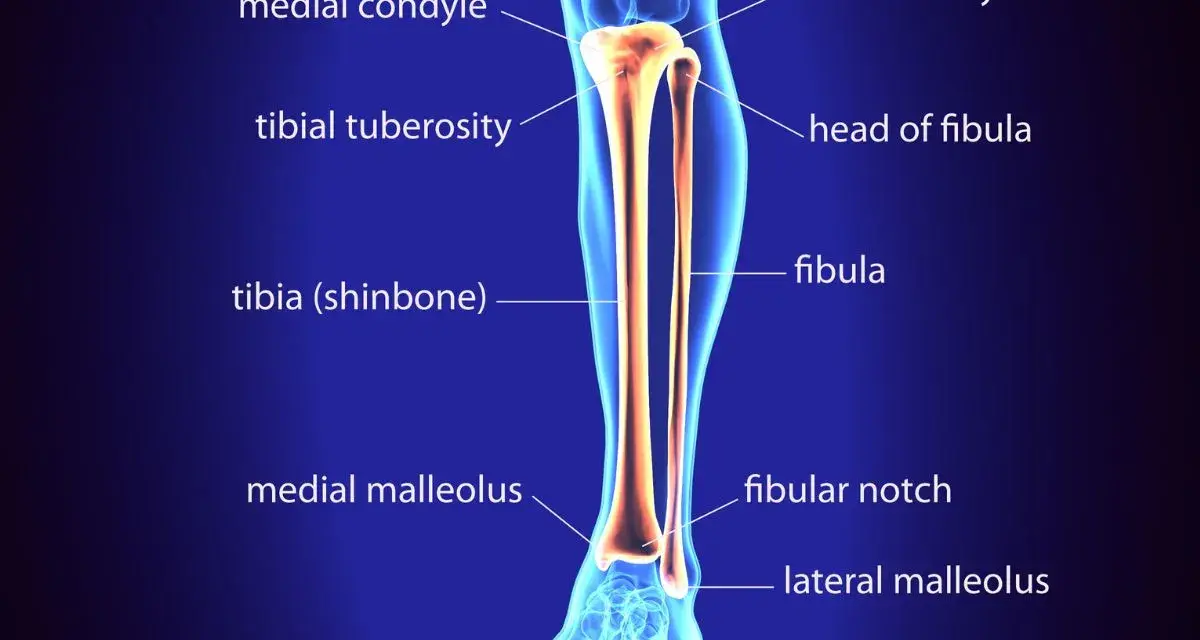 Anatomia delle ossa della gamba: tibia (stinbone) e fibula, con dettagli come condili e malleoli.