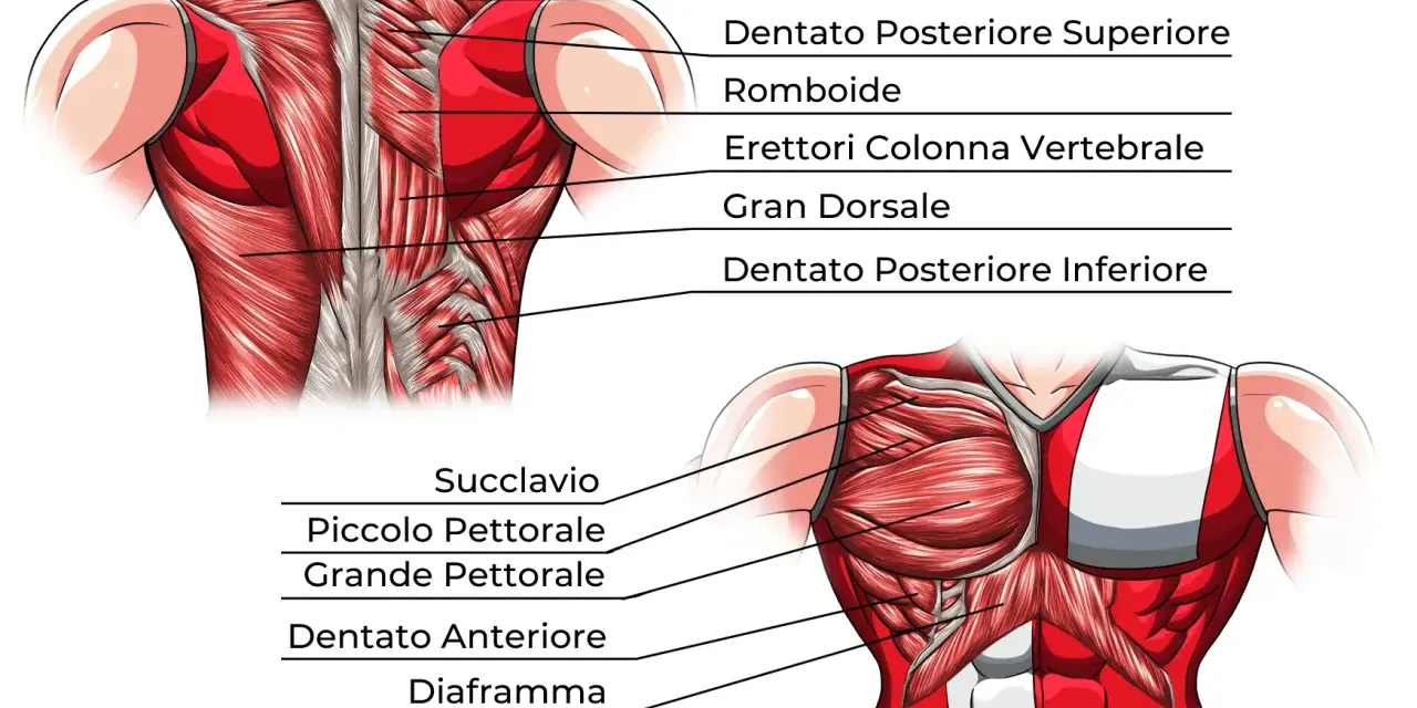 Anatomia del torace: muscoli del petto (pettorale maggiore e minore), dentato anteriore e diaframma, visti frontalmente.