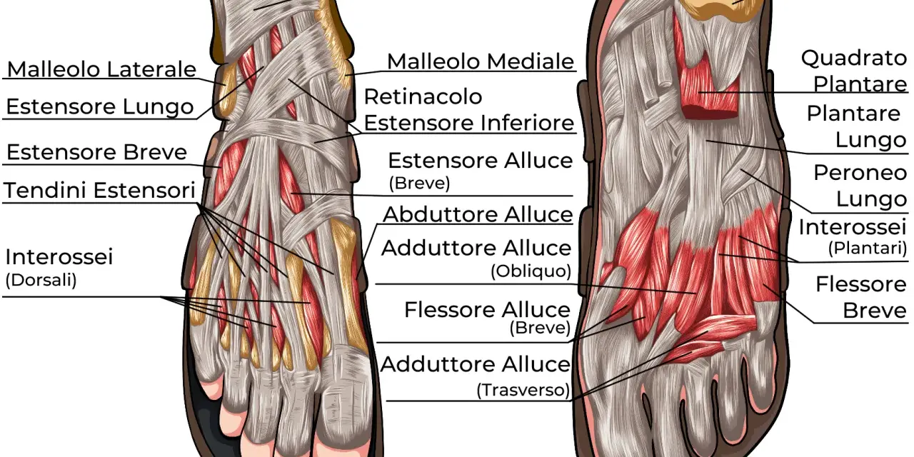 Illustrazione anatomica dei muscoli del piede, mostrando estensori, flessori e interossei, essenziali per il movimento.