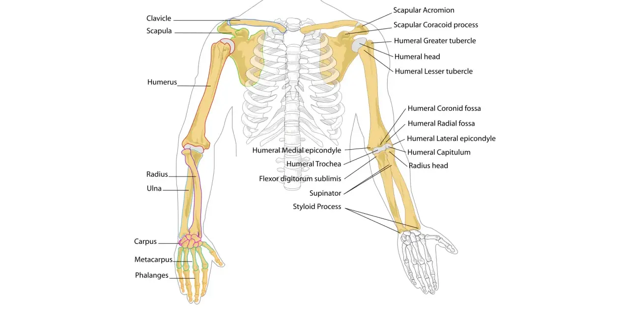 Diagramma scheletrico del braccio umano, che mostra l'avambraccio con radio e ulna, insieme a omero, scapola e clavicola.