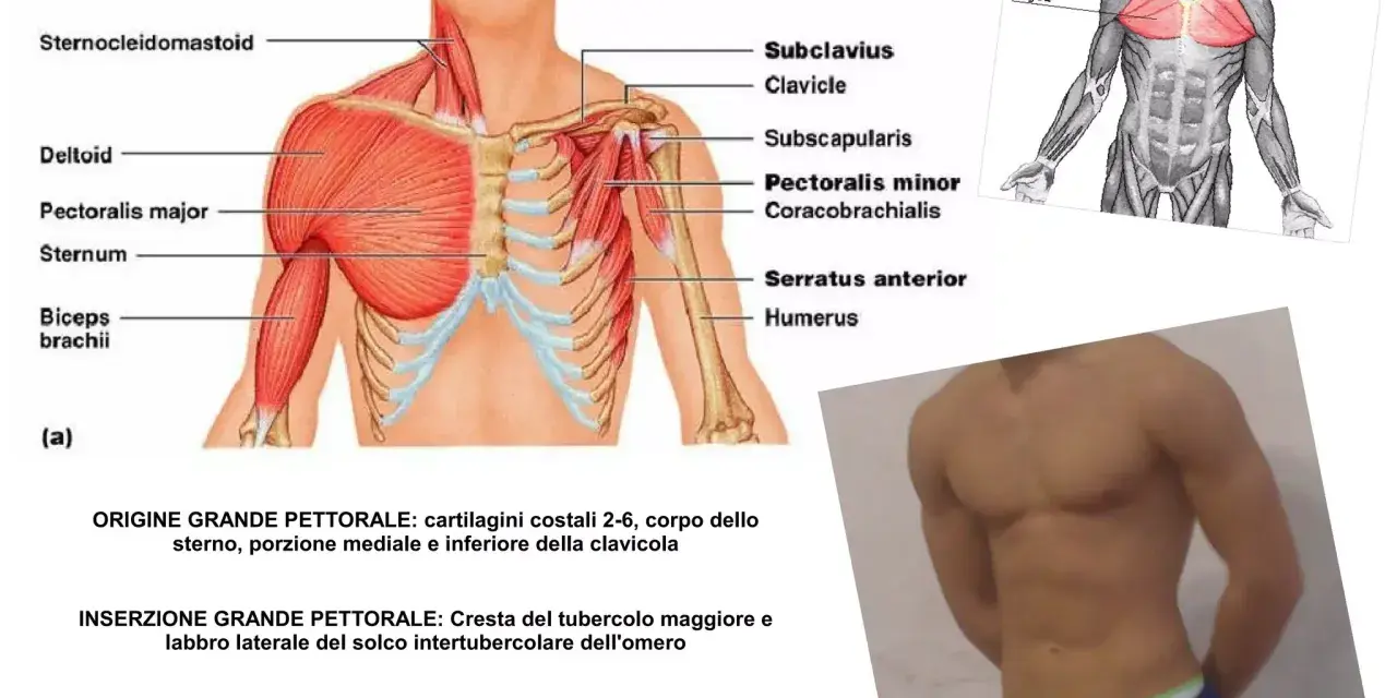 Anatomia del grande pettorale: illustra l'origine, l'inserzione e l'azione, inclusa la flessione dell'omero.