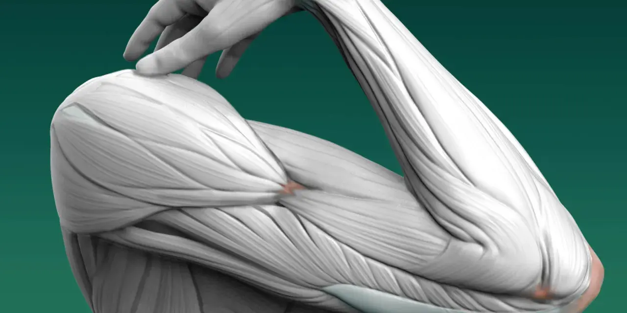 Dettaglio anatomico dei muscoli e delle ossa degli arti superiori, con un dito che tocca la spalla.