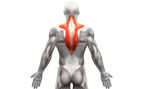 Vista posteriore del corpo umano con il muscolo trapezio evidenziato in rosso. Anatomia del trapezio.
