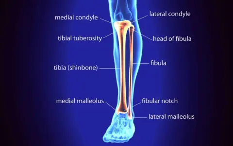 Anatomia della gamba: la tibia (osso dello stinco) e la fibula, con le loro parti principali etichettate.