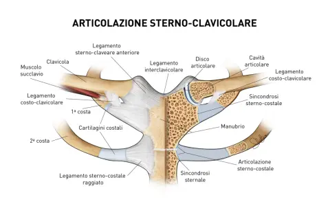 Dettaglio anatomico dell'articolazione sterno-clavicolare, dove la clavicola si connette allo sterno tramite legamenti e cartilagini.