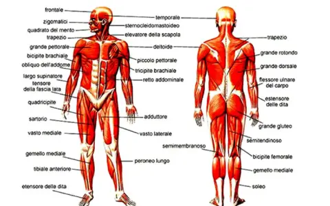 Anatomia addome uomo: vista anteriore e posteriore dei muscoli, con etichette che indicano i nomi dei vari gruppi muscolari.