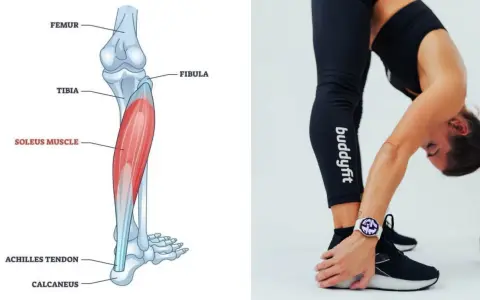 Illustrazione anatomica del soleo e donna che esegue stretching per il soleo.