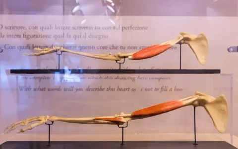Modelli anatomici di braccio, che mostrano ossa come radio e ulna, con muscoli rossi.