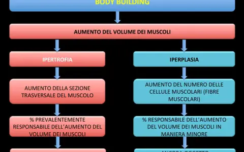 Diagramma sul bodybuilding: ipertrofia (aumento sezione muscolo, scientificamente provato) e iperplasia (aumento fibre muscolari, meno provato).